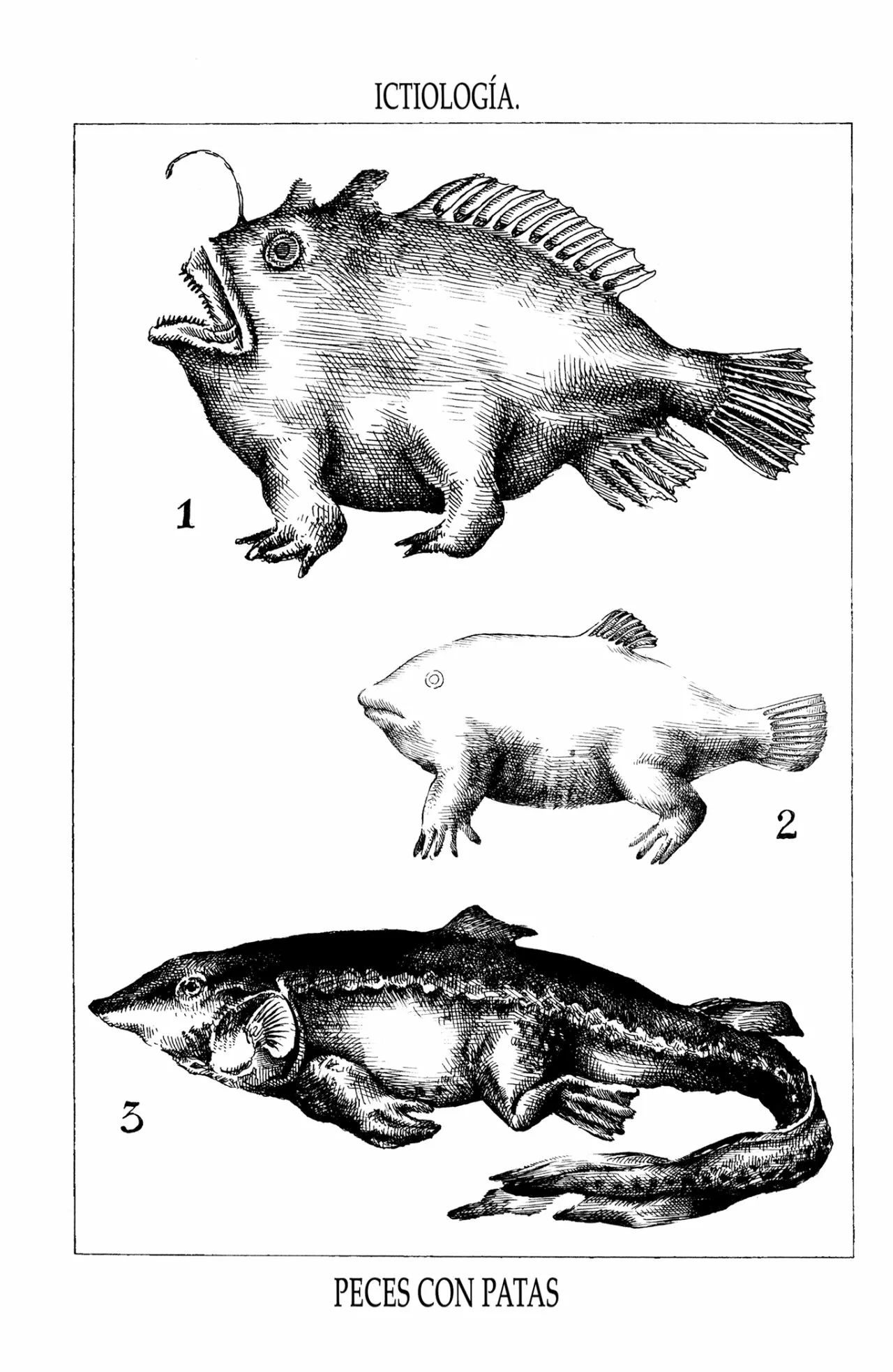 13 Acuario Ashizuri