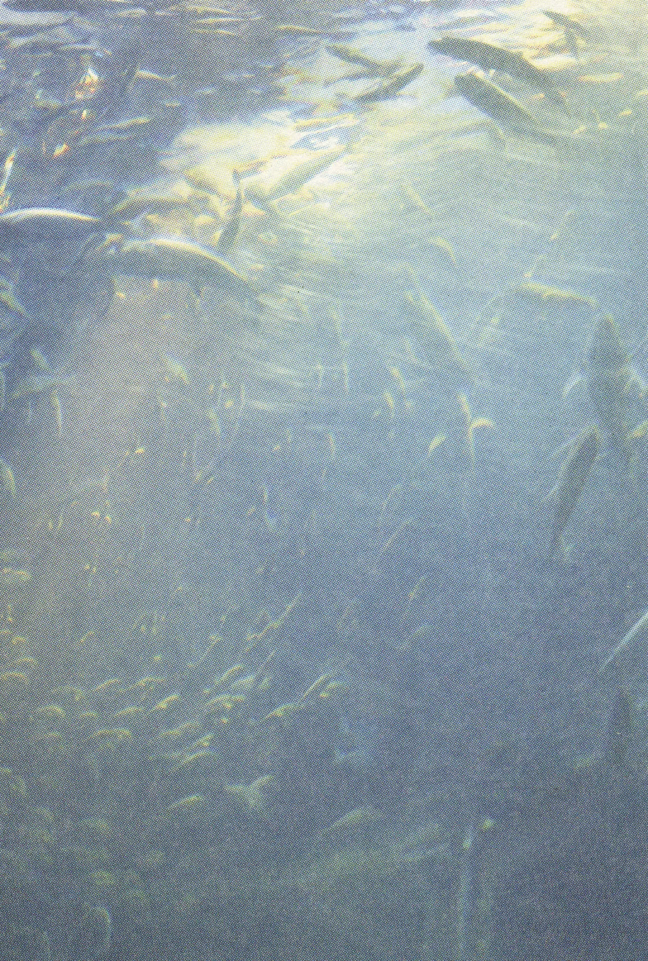10 Acuario Ashizuri
