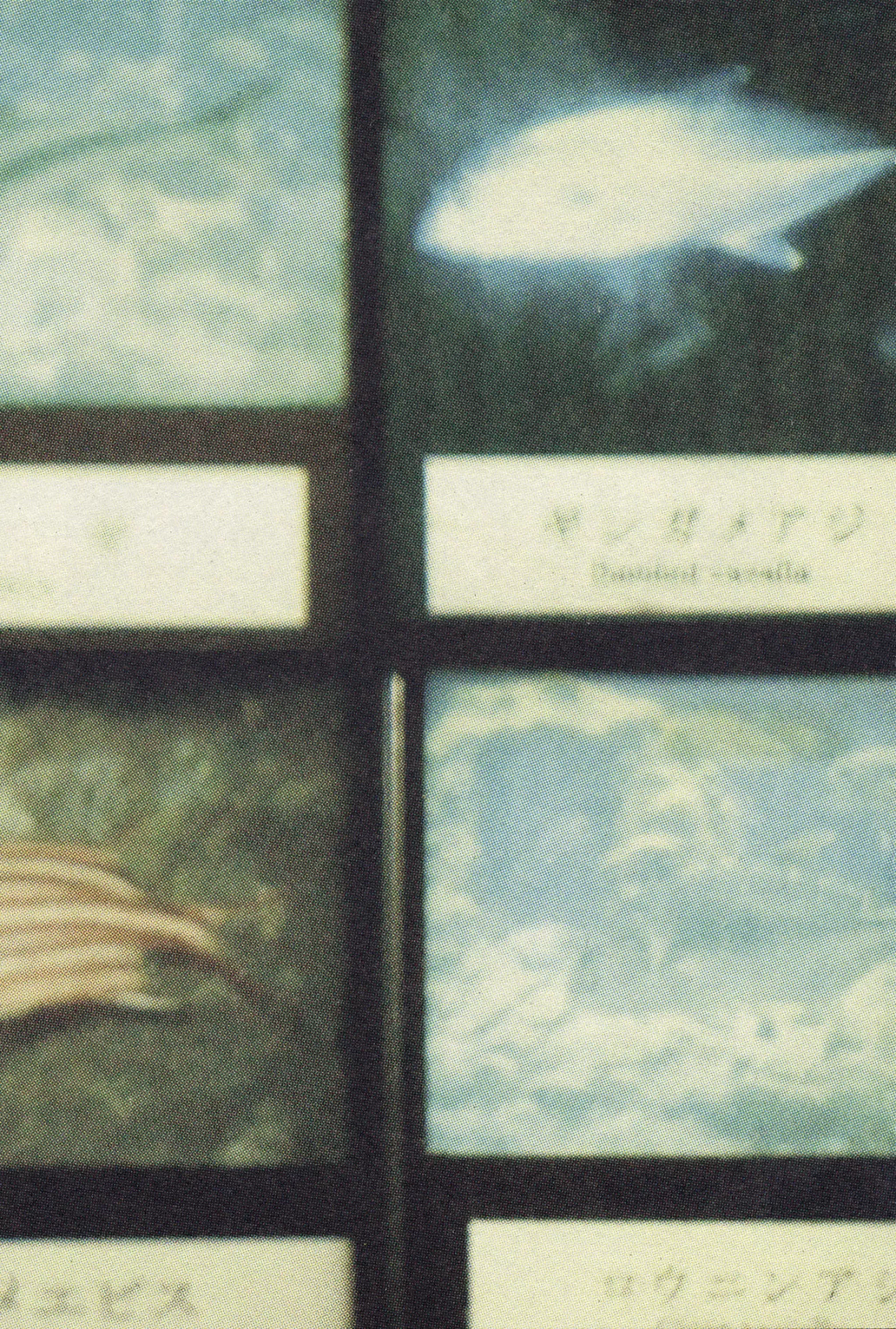 14 Acuario Ashizuri